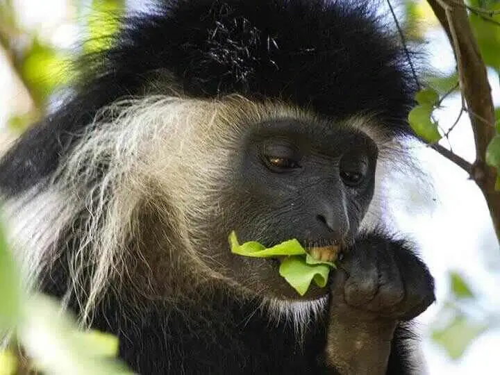 colobus monkey face close up